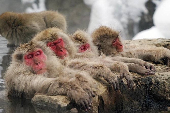 2-Day Snow Monkey Tour: Nagano to Takayama via Matsumoto