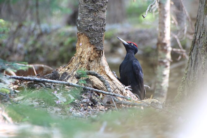 3hours Primeval Forest and Stunning Views of Cliff Trekking Tour