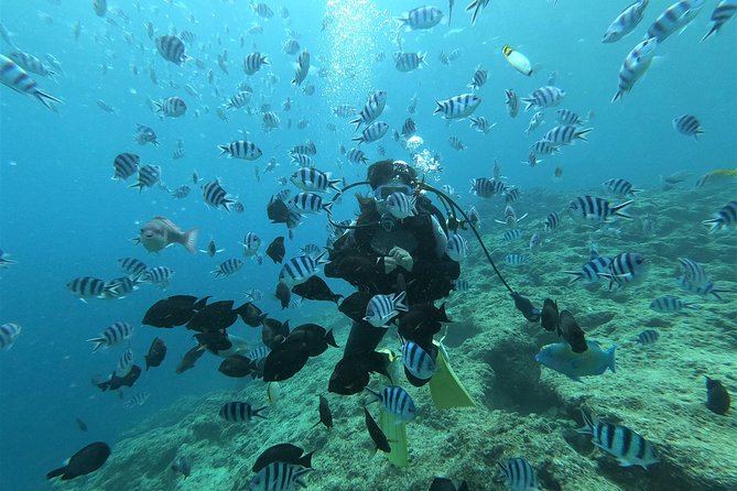 Blue Cave Experience Diving! [Okinawa Prefecture] Feeding & Photo Image Free! English, Chinese Guide Available! 1 Group With a Dedicated Instructor