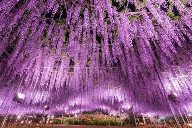 Entry Ticket to Ashikaga Flower Park in Japan