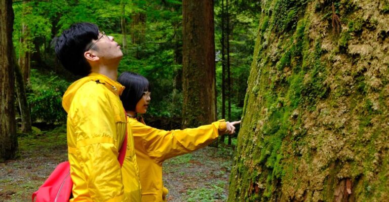 Fm Odawara: Forest Bathing and Onsen With Healing Power