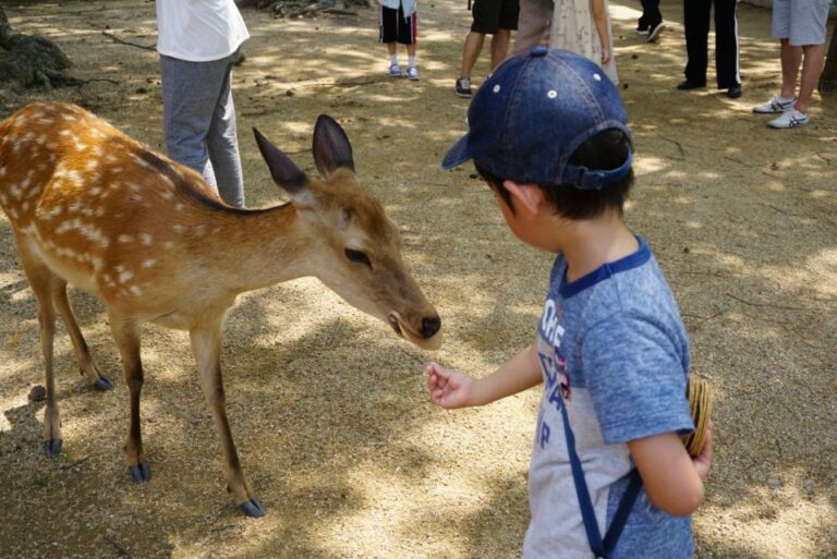 From Kyoto: Nara Guided Half Day Bus Tour