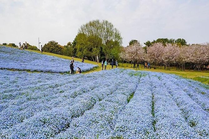 Fukuoka Custom Half Day Tour