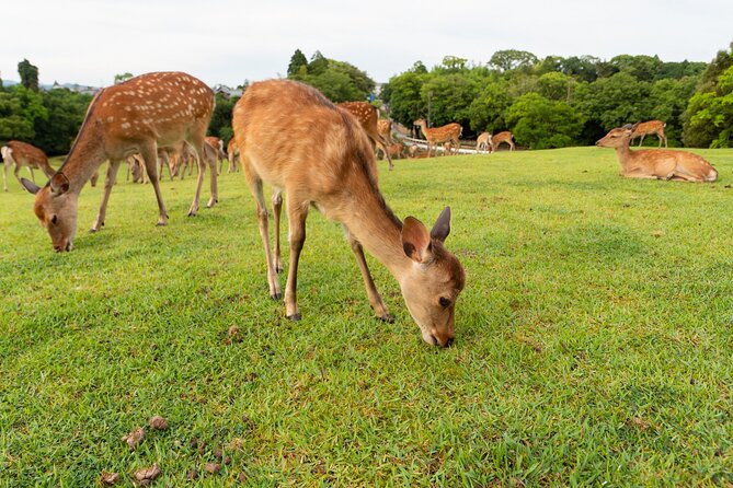 Full Day Guided Tour to Kyoto and Nara From Osaka