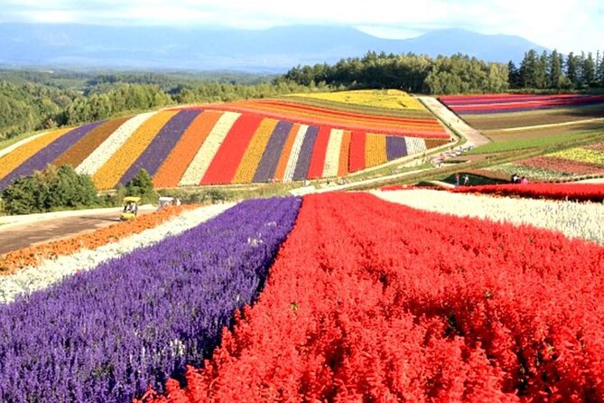 Full Day Tour Hokkaido Biei Green Pond and Furano Flower Sea