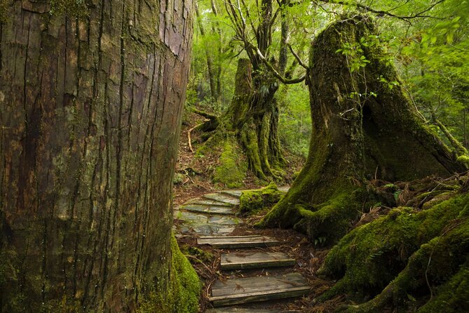 Half Day Walking Tour in Yakusugi Land