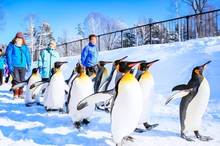 Hokkaido: Asahiyama Zoo, Furano, and Ningle Terrace Tour