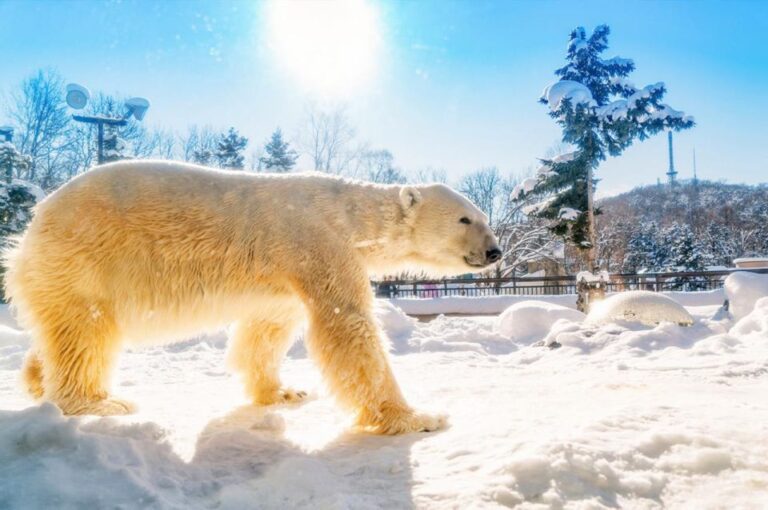 Hokkaido:Asahiyama Zoo, Shirahige Falls & Biei Pond Day Tour