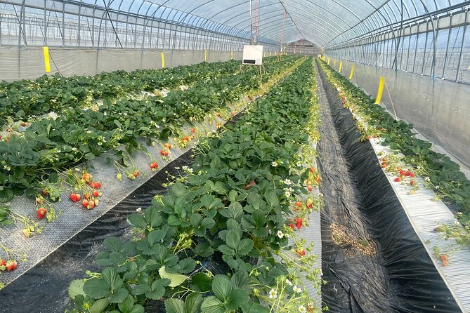 Kanko Strawberry Yamashiroen in Yamanashi