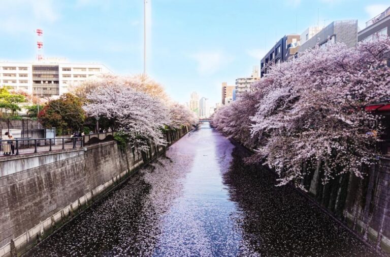 Licensed Guide Tokyo Meguro Cherry Blossom Walking Tour