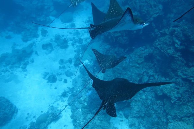 [Miyakojima, Diving Experience] Completely Charter Than 2 People Sea Turtle and Shark Sometimes Madaratobiei! Skin Diving at Deeper Points