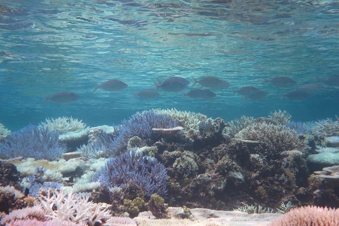 [Miyakojima Snorkel] Private Tour From 2 People Enjoy From 3 Years Old! Enjoy Nemo, Coral and Miyako Blue