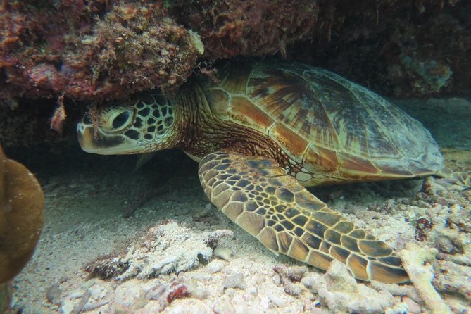 [Miyakojima Snorkel] Private Tour From 2 People Lets Look for Sea Turtles! Snorkel Tour That Can Be Enjoyed From 3 Years Old