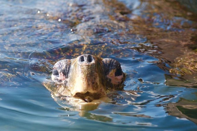 Miyazaki Snorkel Kayak Tour