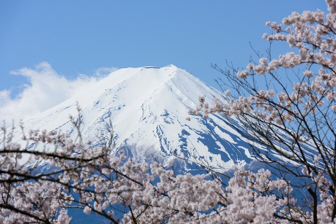 Mt. Fuji Cherry Blossom One Day Tour From Tokyo