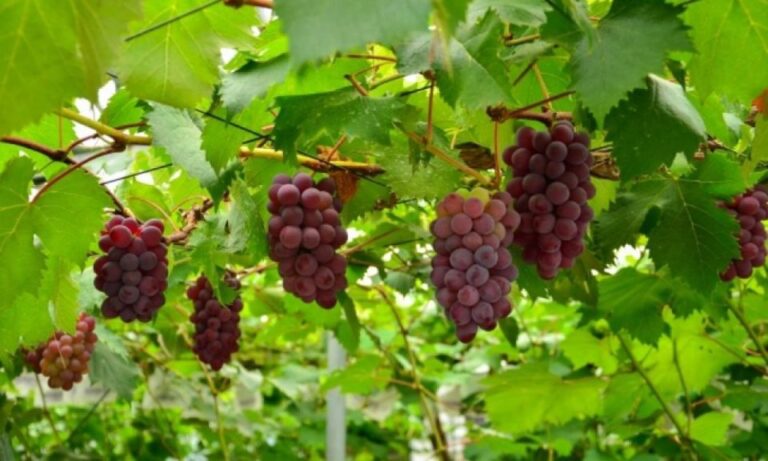 Mt. Fuji, Panoramic Ropeway & Seasonal Fruits Picking