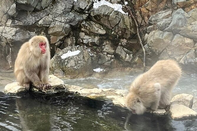 Nagano Full Day Tour Jigokudani Snow Monkey Park Zenkoji Temple