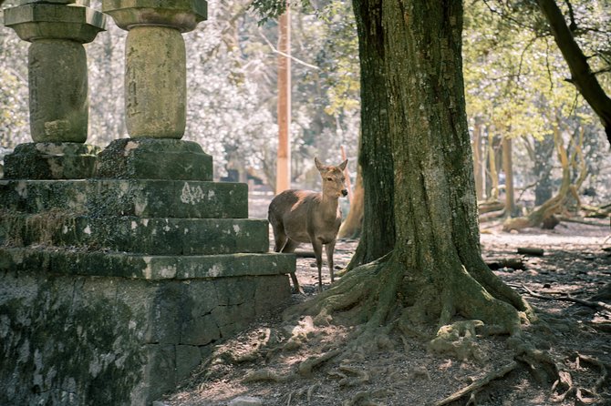 Nara Custom Full Day Tour