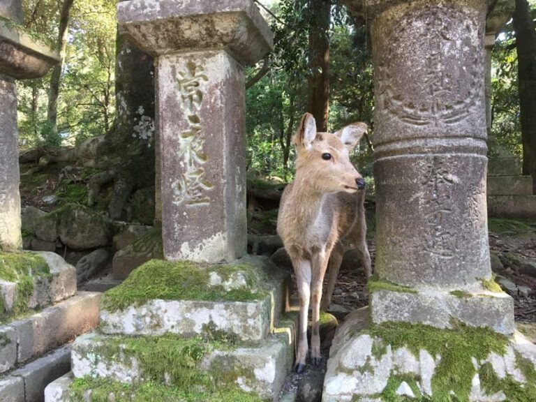 Nara: Half-Day Private Guided Tour