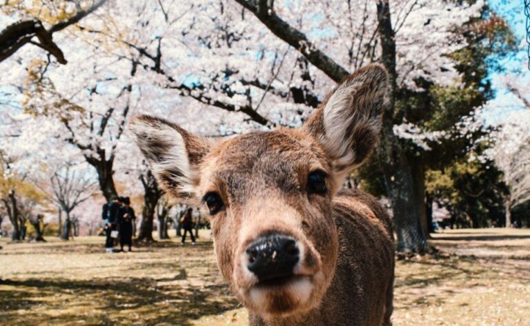 Nara: Private City Tour With A Local Guide