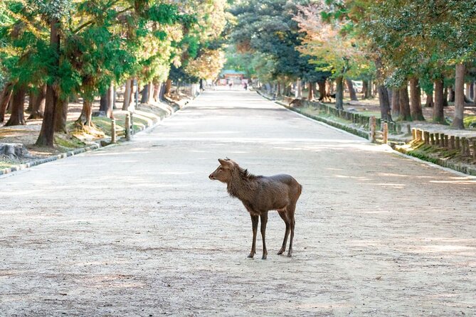 Nara : Private Day Walking Tour (From Osaka/Kyoto Possible)