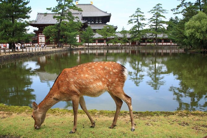 Nara – Private Family Bike Tour