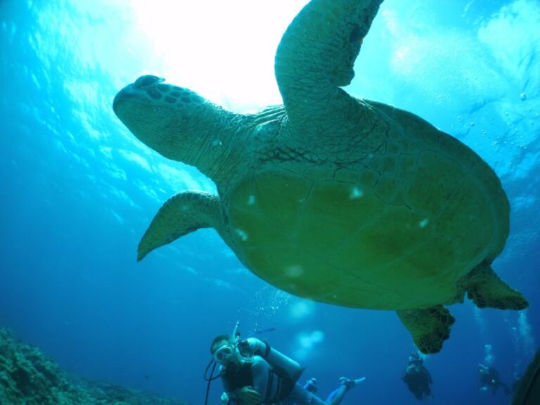 National Park Kerama Islands 2 Boat Fan Diving (With Rental)