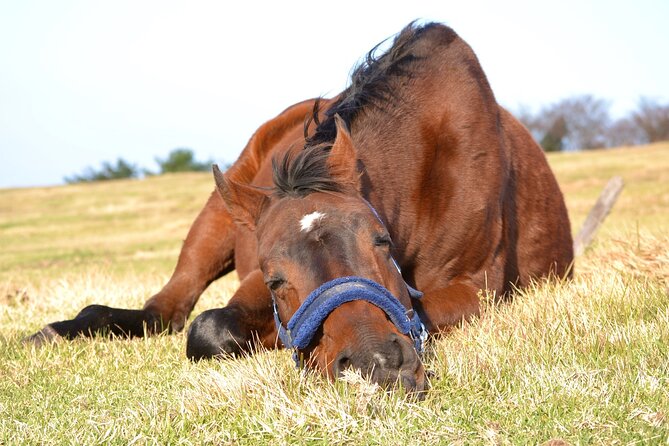 Pasture Hike With Horse Whisperer at Horse Trust in Kagoshima