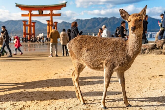 Private Hiroshima Tour With a Local, Highlights & Hidden Gems, 100% Personalised