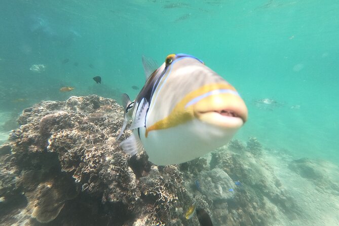 Private Snorkeling in Okinawa With Tropical Fish and Rock Pools