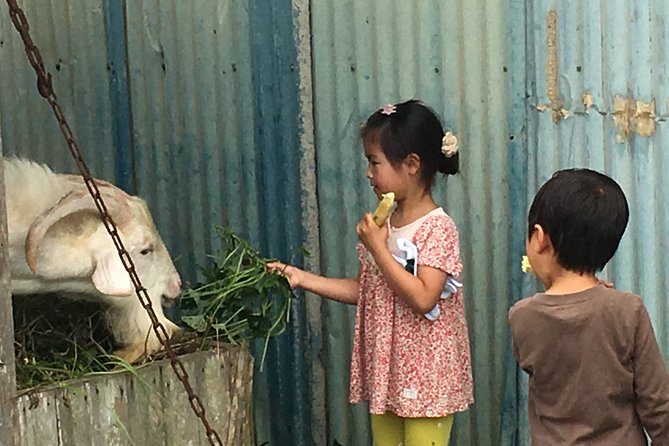 Sugarcane Cutting Experience With Okinawas Grandfather