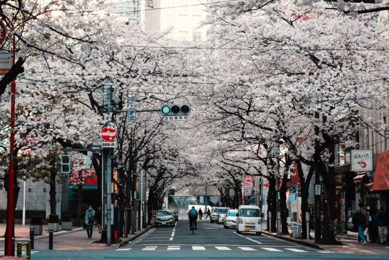 Tokyo: Private Cherry Blossom Experience