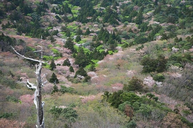 Yakushima 1 Day SHIRATANI UNSUIKYO Walking With ENGLISH Speaking Guide