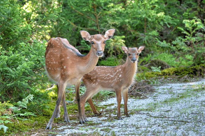 Yakushima Private Island Sights Tour With English Speaking Guide ...