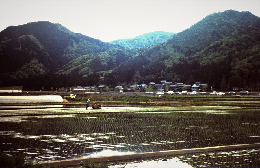 A two-wheel rice-seedling transplanter working a flooded paddy in rural Japan, 1994