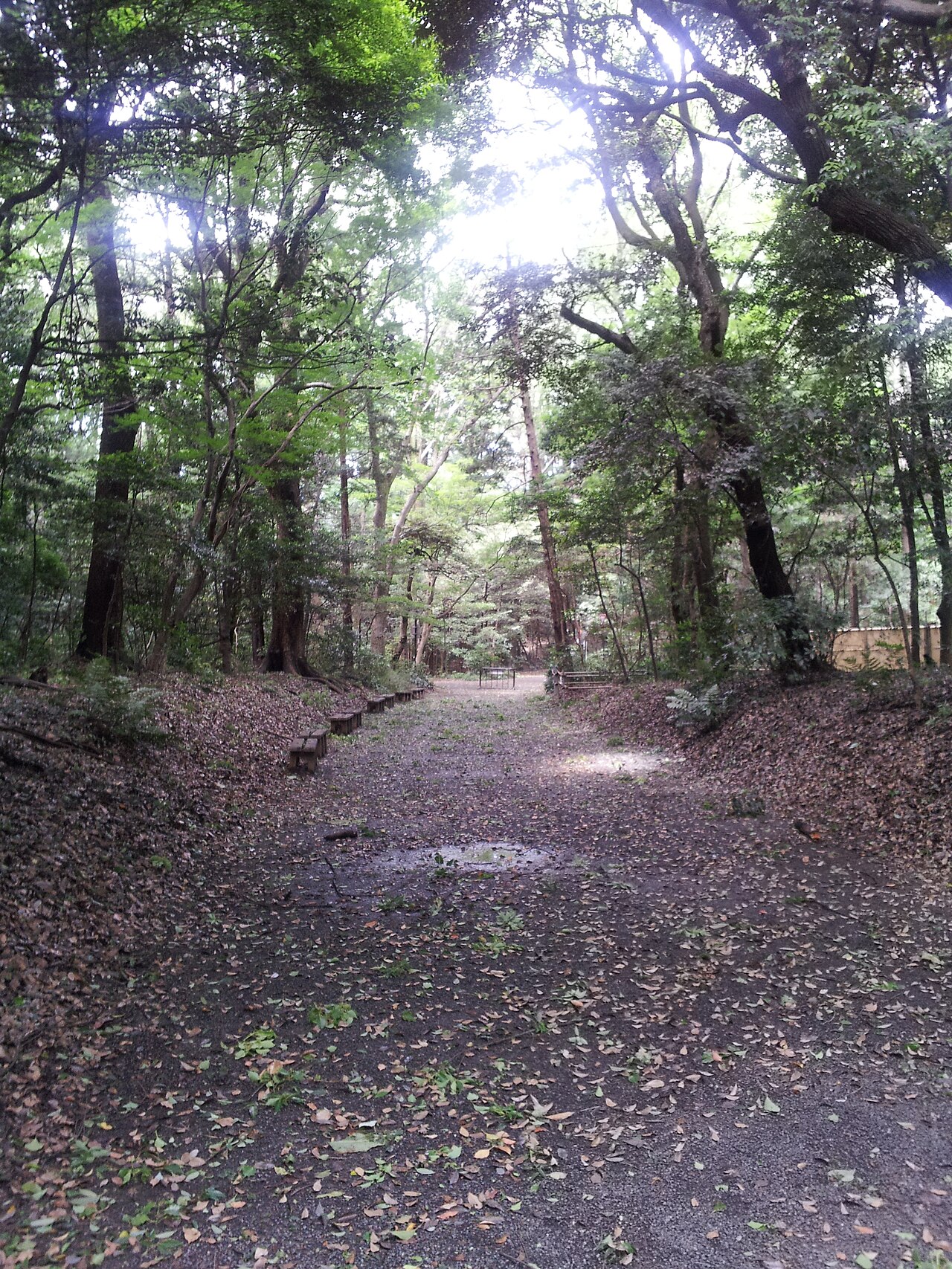 Meiji Jingu torii pathway