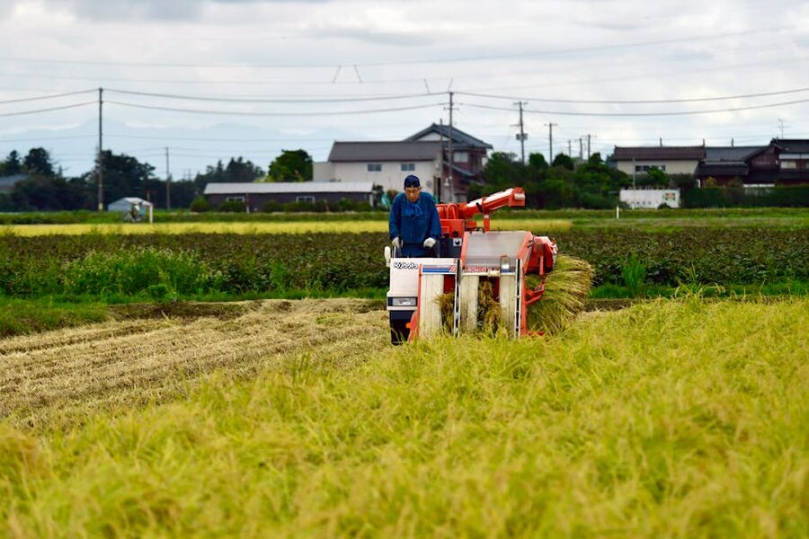 Mechanised rice harvester working a Niigata paddy field