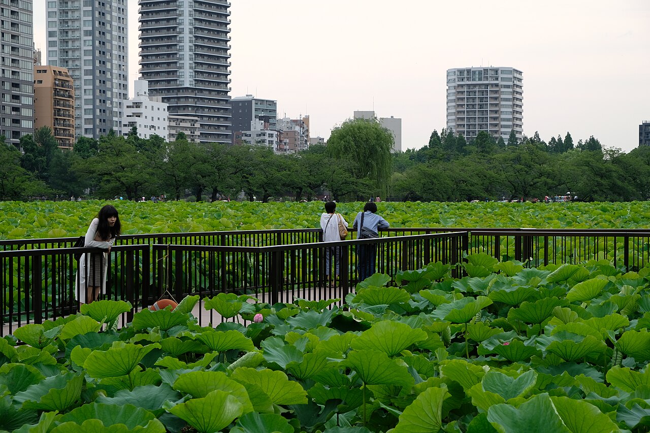 Shinobazu Pond lotus