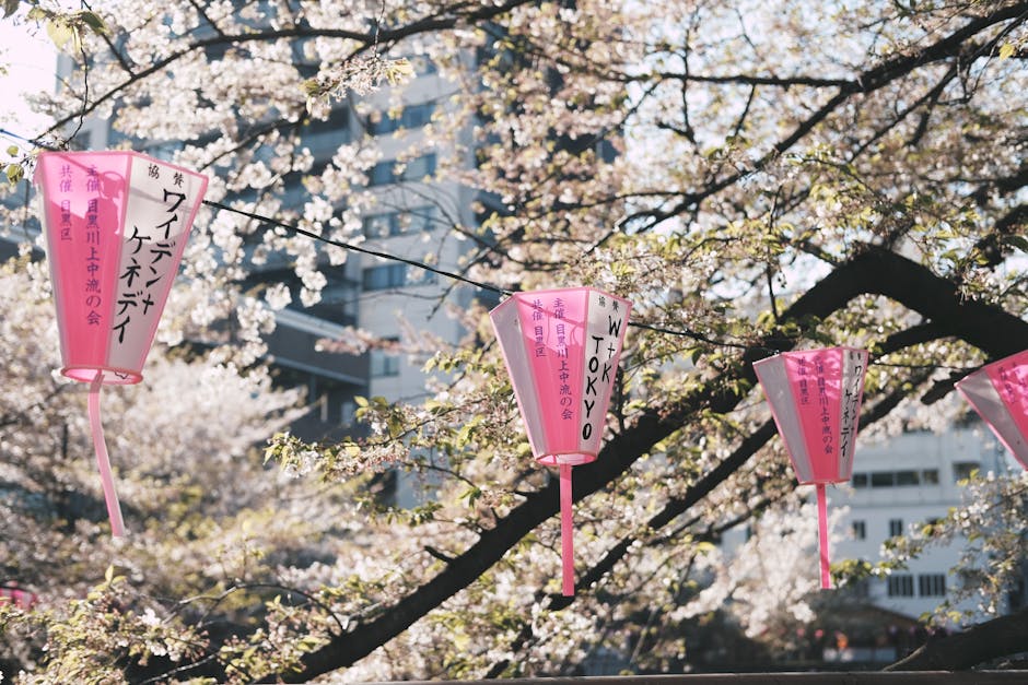 Cherry blossoms in Tokyo