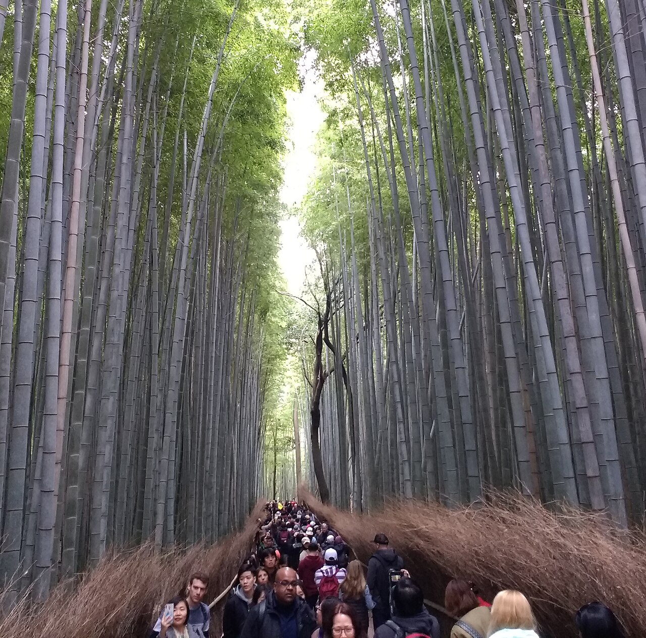 Tourists at Kyoto bamboo forest