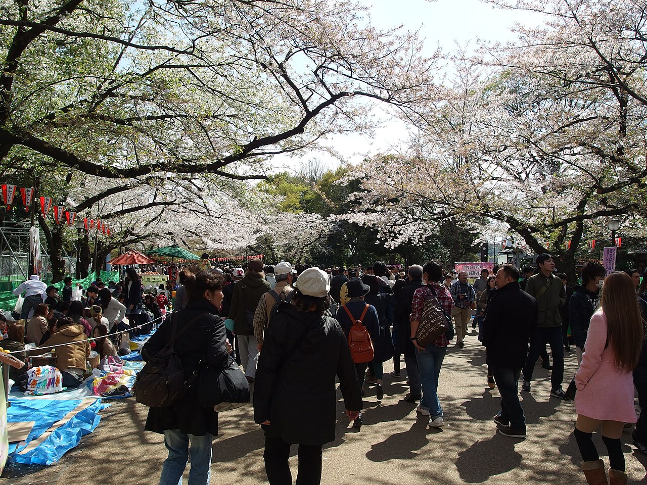 Cherry blossom festival in Ueno Park Tokyo