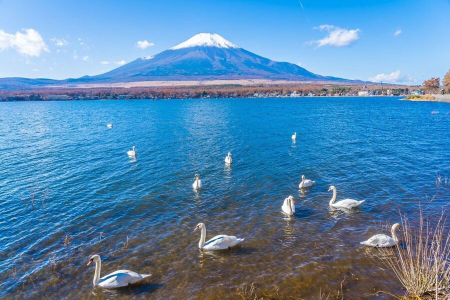 1-Day trip: Mt Fuji + Kawaguchi Lake area - Arakurayama Sengen Park and Chureito Pagoda