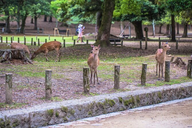 3 Day Japan Tour Kyoto, Osaka & Nara from Tokyo - Day one: Tokyo Station to Kyoto’s evening streets