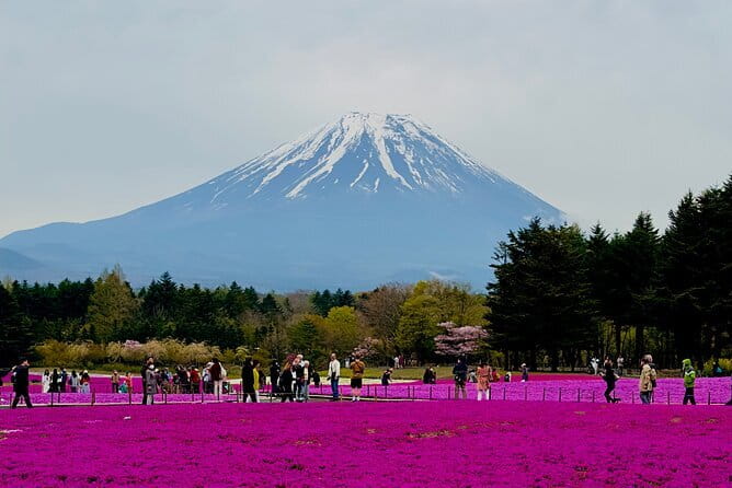 5-Hour Tokyo Private Layover Tour from Haneda Airport - Shibuya Crossing is best for atmosphere and street food