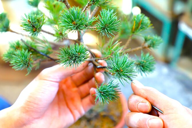 Bonsai Tour & Experience at the Most Sacred City for Bonsai in JP - Meeting Jun at Toro Station