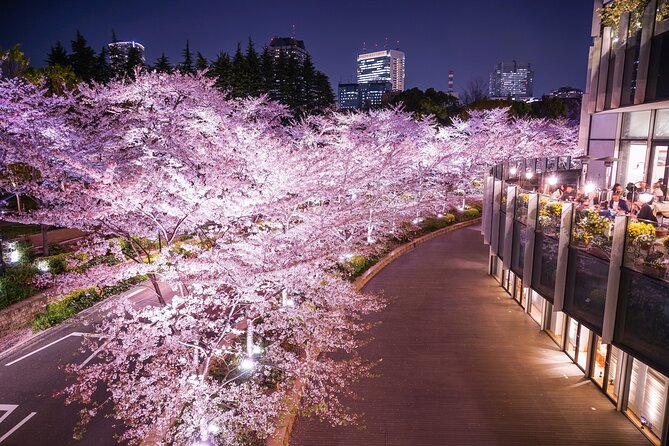 Cherry Blossom Private Tour - The Imperial Palace gives you a proper first look