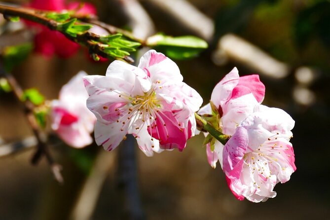 Cherry Blossom Private Tour - Roppongi adds a hilltop view