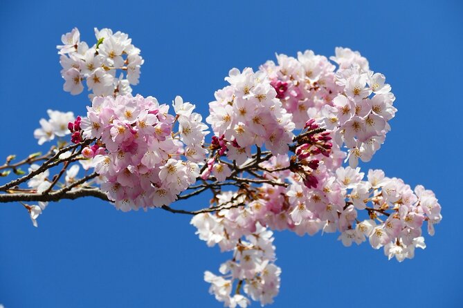 Cherry Blossom Private Tour - The guide can matter as much as the flowers