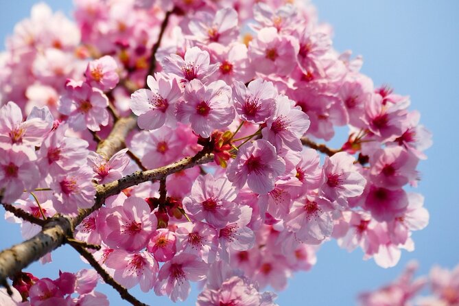 Cherry Blossom Private Tour - Pickup, comfort, and group size