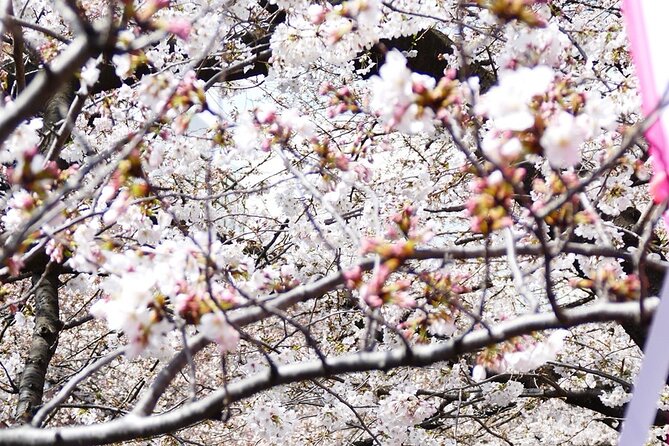 Cherry Blossom Private Tour - Akasaka is the quiet photo stop